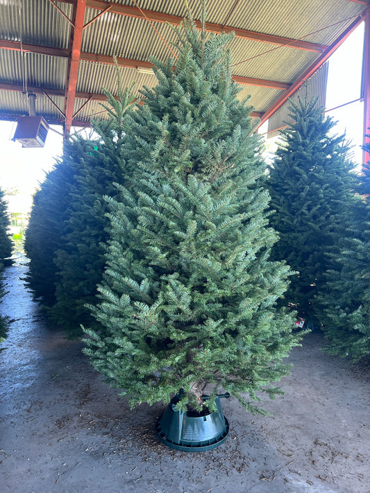 Noble Fir 7'-8'