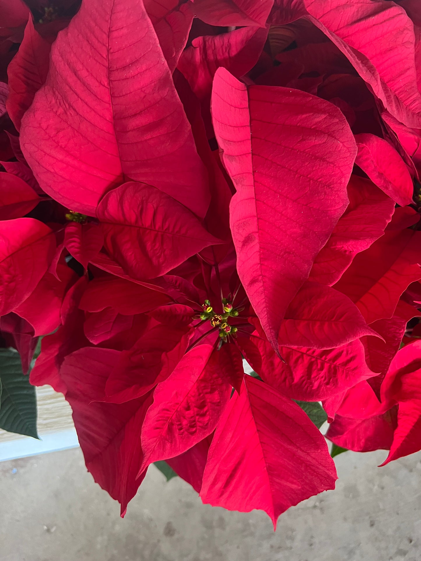 Poinsettias