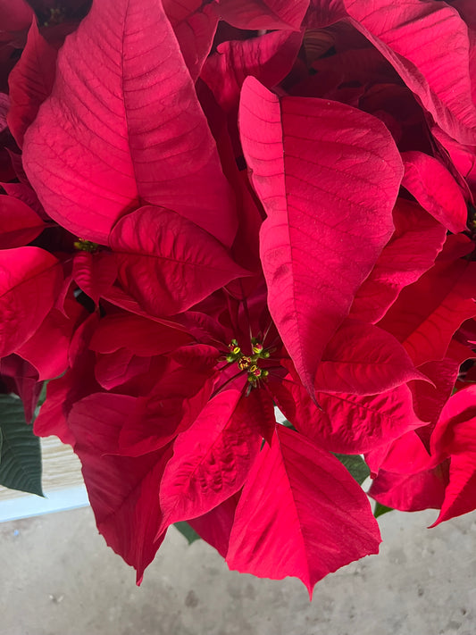 Poinsettias