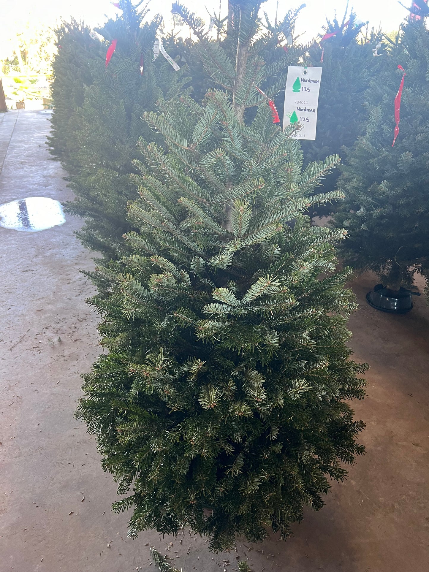 Noble Fir 6'-7'